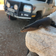 My skink friend here approves.